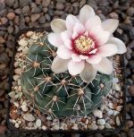 Gymnocalycium odoratum