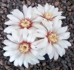 Gymnocalycium quehlianum P197