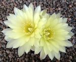 Gymnocalycium schatzlianum