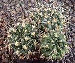 Gymnocalycium schatzlianum