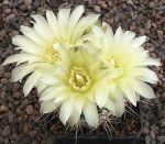 Gymnocalycium schatzlianum WP118-162 Barrosa