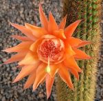 Hildewintera aureispina