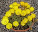 Lobivia arachnacantha mairana