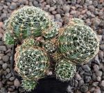 Lobivia arachnacantha mairana