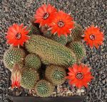 Lobivia saltensis cristata