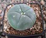 Lophophora williamsii