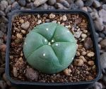 Lophophora williamsii