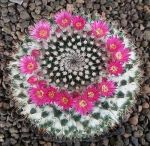 Mammillaria