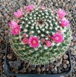 Mammillaria