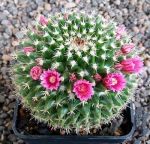 Mammillaria