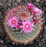 Mammillaria