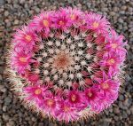Mammillaria