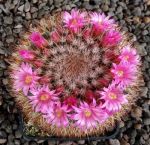 Mammillaria