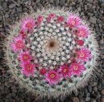 Mammillaria