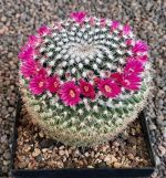 Mammillaria