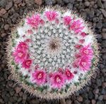 Mammillaria