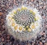 Mammillaria hahniana albiflora