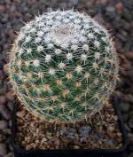 Mammillaria halbingeri rubriflora P349