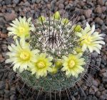 Mammillaria lindsayi