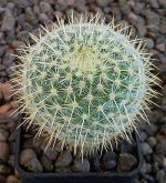 Mammillaria muehlenpfordtii P478