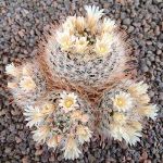 Mammillaria nazasensis SB489