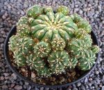Matucana polzii