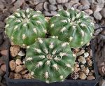Matucana polzii