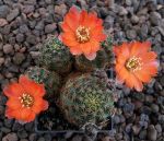 Mammillaria steinmannii
