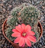Mediolobivia