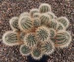 Mediolobivia nigricans carmeniana