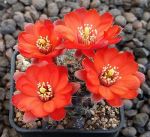 Mammillaria steinmannii