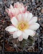 Neochilenia