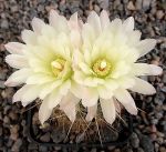 Neoporteria chilensis albiflorus