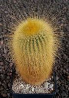 Notocactus leninghausii