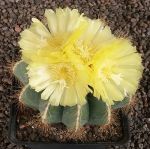 Notocactus magnificus