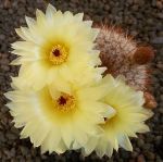 Notocactus schlosseri