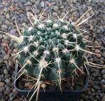 Notocactus turecekianus