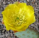 Opuntia basilaris aurea