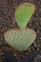 Opuntia basilaris Moab