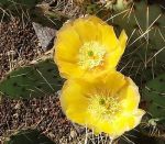 Opuntia engelmannii DJF 1170.19