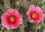 Opuntia fragilis föhr