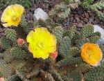 Opuntia fragilis freiburg