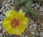 Opuntia fragilis friedrichshafen
