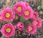 Opuntia fragilis füssen