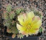 Opuntia fragilis LZ364 Boulder