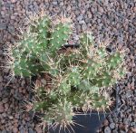 Opuntia fragilis SB229 Gunnison