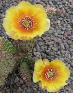Opuntia fragilis Wizzard