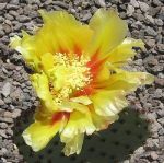 Opuntia macrocentra SB911