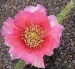 Opuntia macrorhiza Stafford Kansas