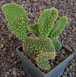 Opuntia microdasys cristata